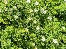 Rita offene Gartentor